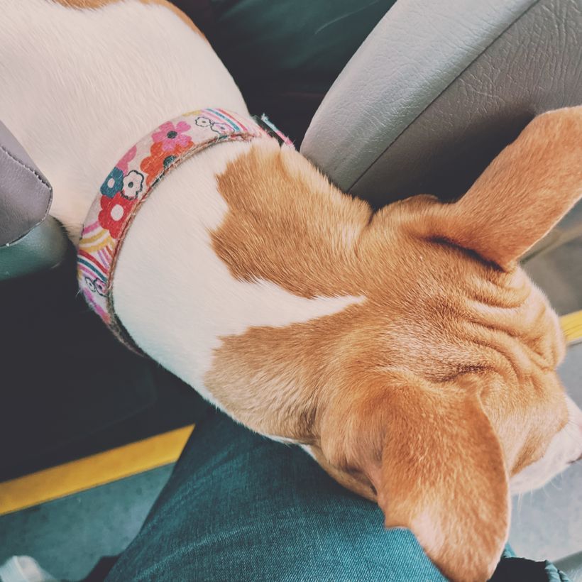 A medium-sized dog, similar to an American pit-bull, with a short, white coat featuring brown patches rests its head against a person’s leg while poking it's head between two seats on a public bus. The person is sitting in the seat behind the dog. The dog wears a colourful, floral-patterned collar.