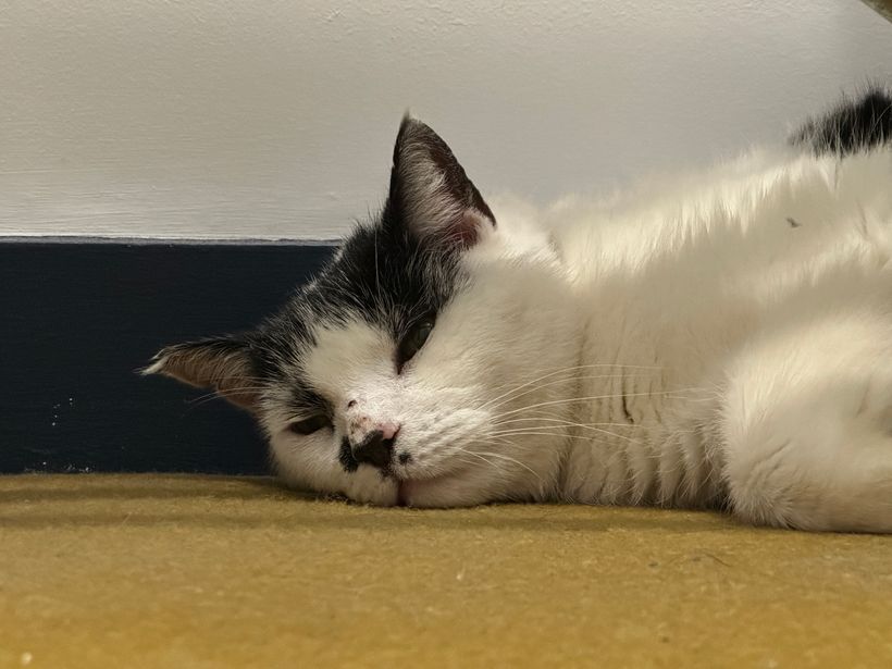 A black-and-white cat is lying on a tan carpet, resting its head on the ground. Its eyes are half-closed, and it appears relaxed and comfortable. The wall behind it is white, with a dark blue baseboard contrasting with the floor. The overall setting is cozy and peaceful.